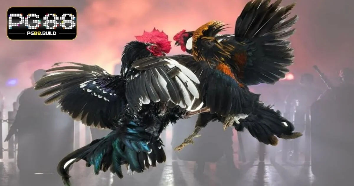 Đá gà đẳng cấp